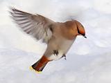 Waxwing On The Wing_05257